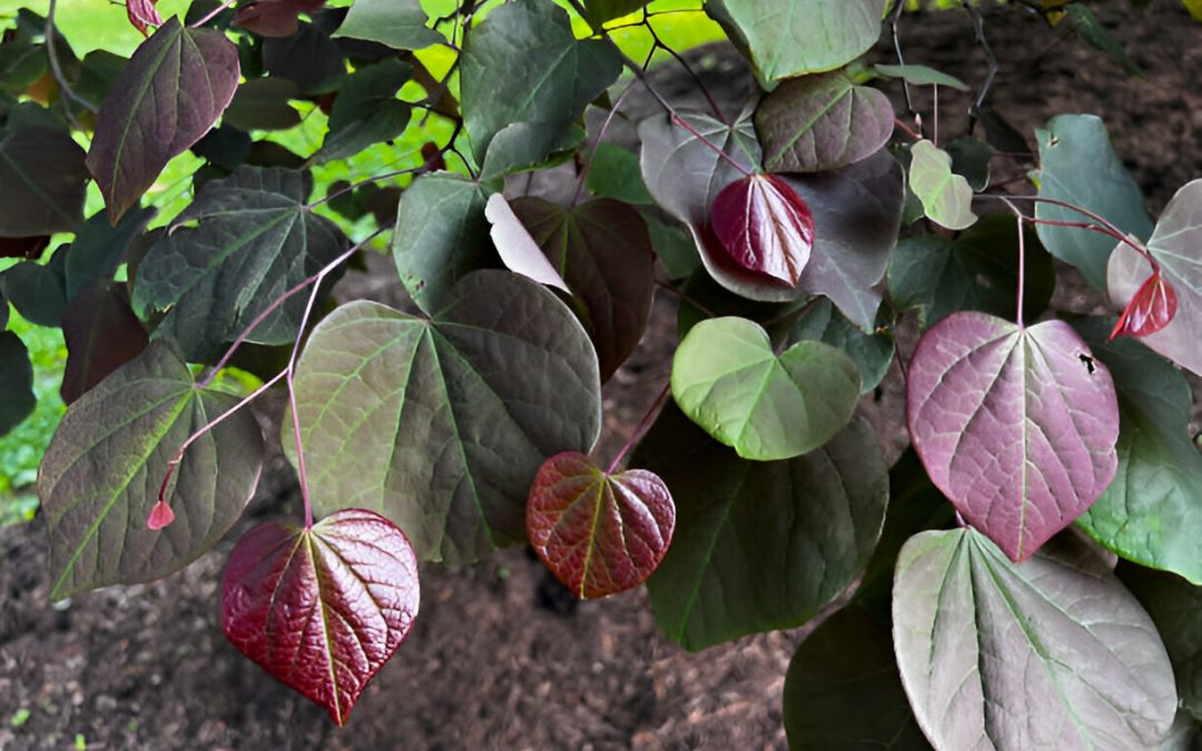 How to Avoid and Eliminate Brown Spots on Fiddle Leaf Fig