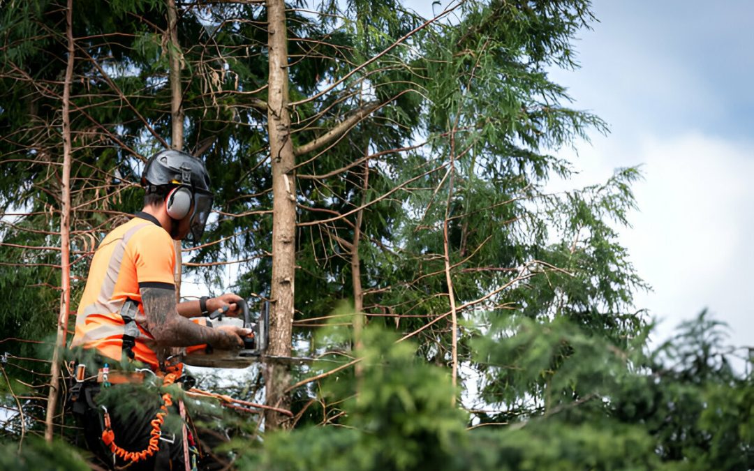 How Tree Cabling Can Prevent Costly Tree Damage?
