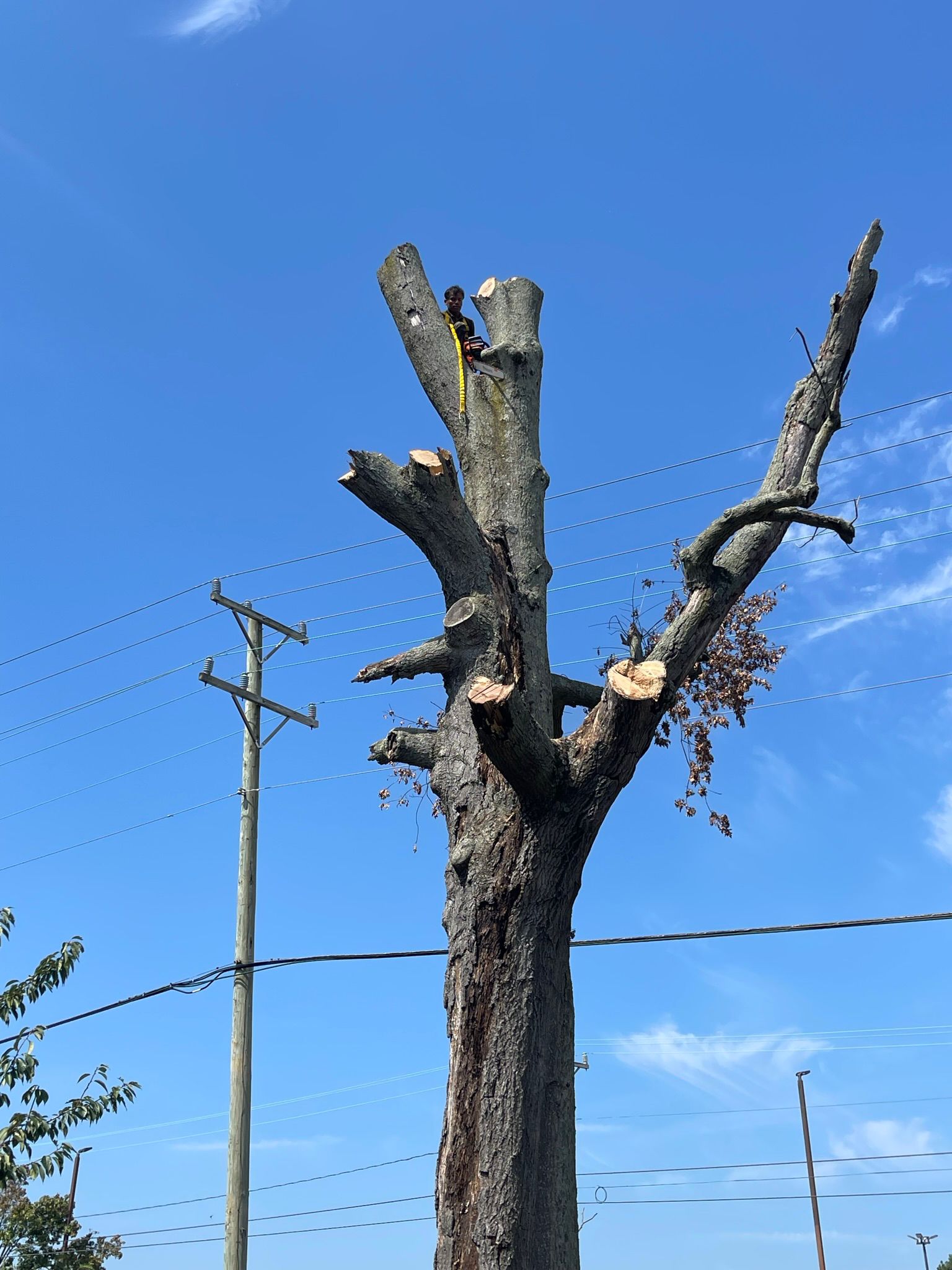 Affordable Tree and Shrub Pruning and Removal Services  in Norfolk, VA