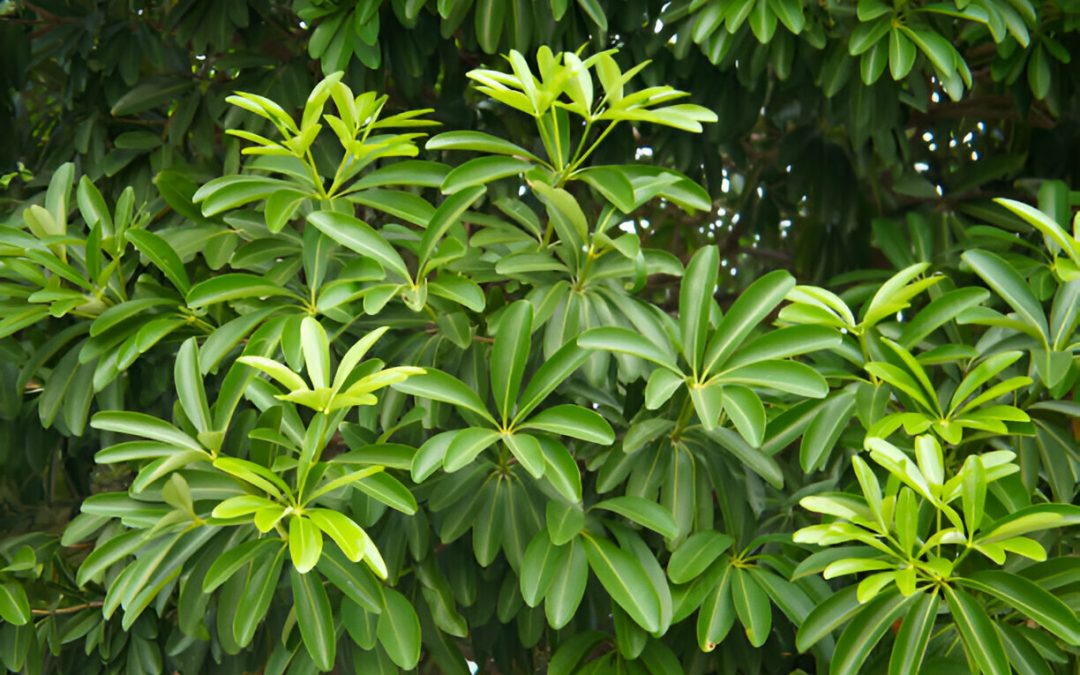 What Are the Best Lighting Conditions for Dwarf Umbrella Trees?
